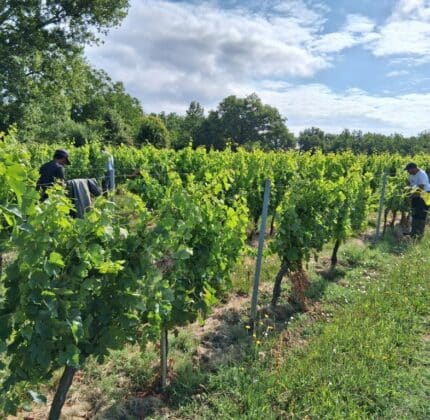 [VITICULTURE] Mission levage dans le Fronsadais : un partenariat fort au service de la vigne