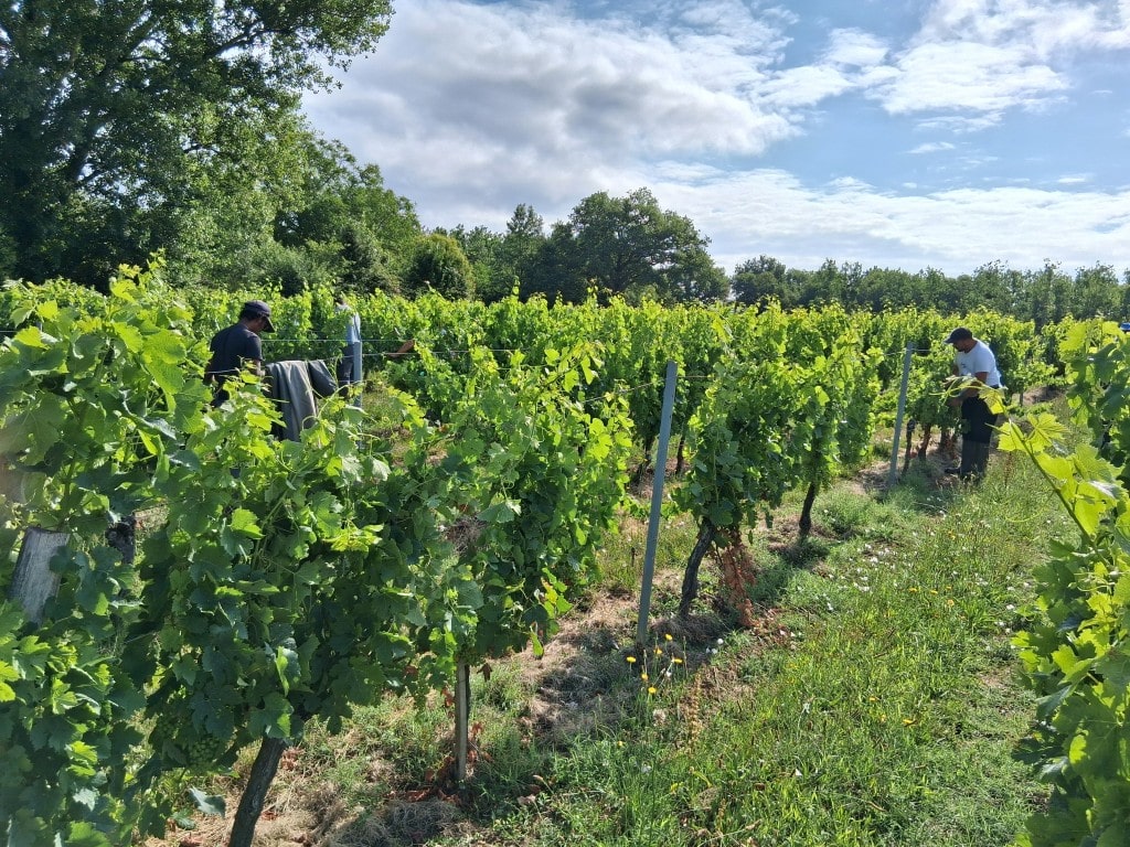 [VITICULTURE] Mission levage dans le Fronsadais : un partenariat fort au service de la vigne