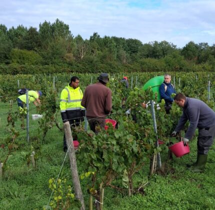 [VENDANGES] Traditions automnales pour le Château de Villambis !