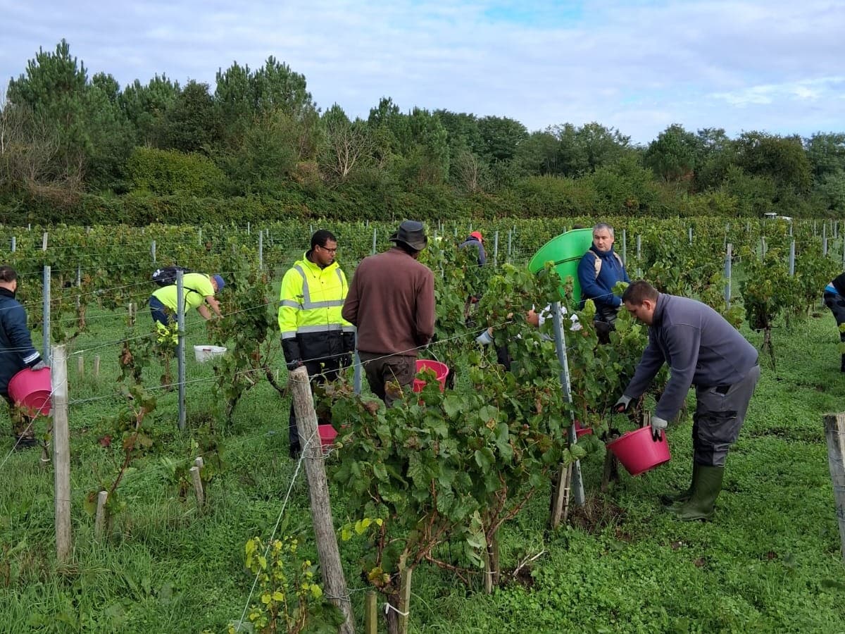 [VENDANGES] Traditions automnales pour le Château de Villambis !